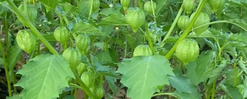 灯笼果的挑选方法,饱满有肉的果实更新鲜