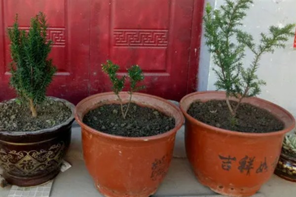 养殖南方红豆杉的方法，空气干燥时要对叶面喷水增湿