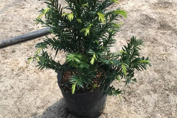 养殖南方红豆杉的方法，空气干燥时要对叶面喷水增湿