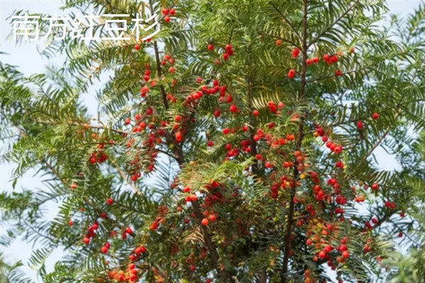 养殖南方红豆杉的方法，空气干燥时要对叶面喷水增湿