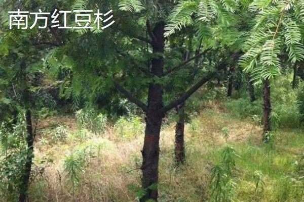 养殖南方红豆杉的方法，空气干燥时要对叶面喷水增湿