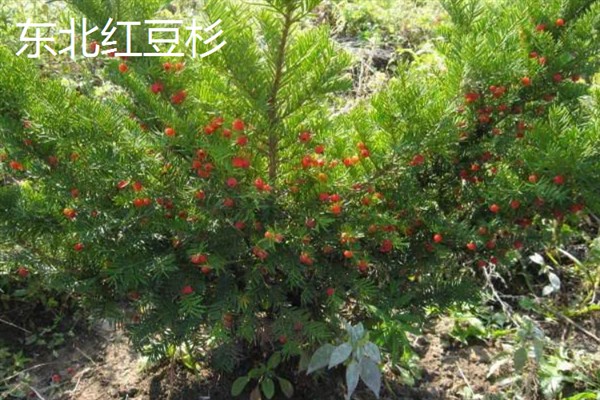 养殖南方红豆杉的方法，空气干燥时要对叶面喷水增湿