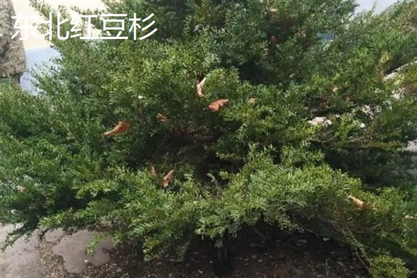 养殖南方红豆杉的方法，空气干燥时要对叶面喷水增湿