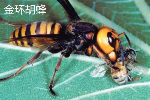 胡蜂和马蜂的区别是什么，没有任何区别