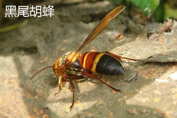 胡蜂和马蜂的区别是什么，没有任何区别