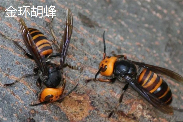 胡蜂和马蜂的区别是什么，没有任何区别