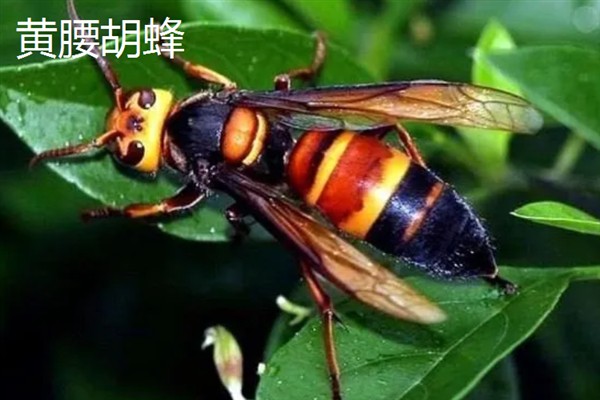 胡蜂和马蜂的区别是什么，没有任何区别