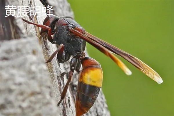 胡蜂和马蜂的区别是什么，没有任何区别