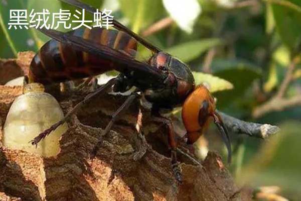 胡蜂和马蜂的区别是什么，没有任何区别