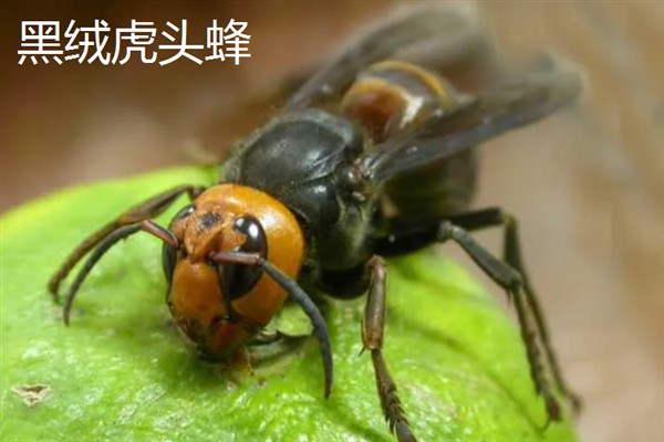 胡蜂和马蜂的区别是什么，没有任何区别
