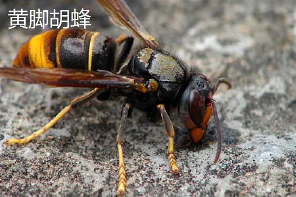 胡蜂和马蜂的区别是什么，没有任何区别