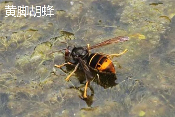 胡蜂和马蜂的区别是什么，没有任何区别