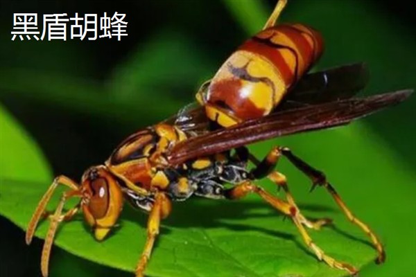 胡蜂和马蜂的区别是什么，没有任何区别