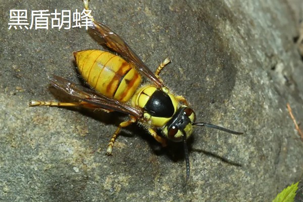 胡蜂和马蜂的区别是什么，没有任何区别