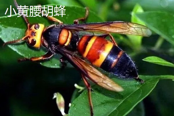 胡蜂和马蜂的区别是什么，没有任何区别