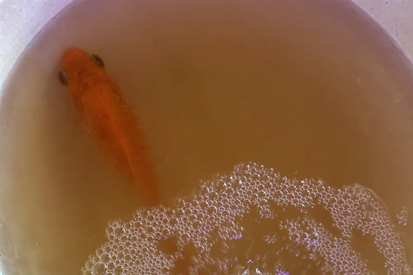 鱼缸内的鱼发生水霉病怎么办，添加海盐可以杀菌消毒