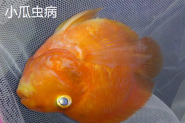 鱼缸内的鱼发生水霉病怎么办，添加海盐可以杀菌消毒