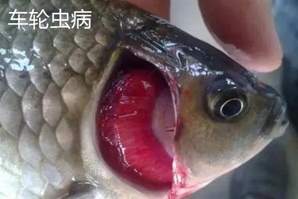 鱼缸内的鱼发生水霉病怎么办，添加海盐可以杀菌消毒