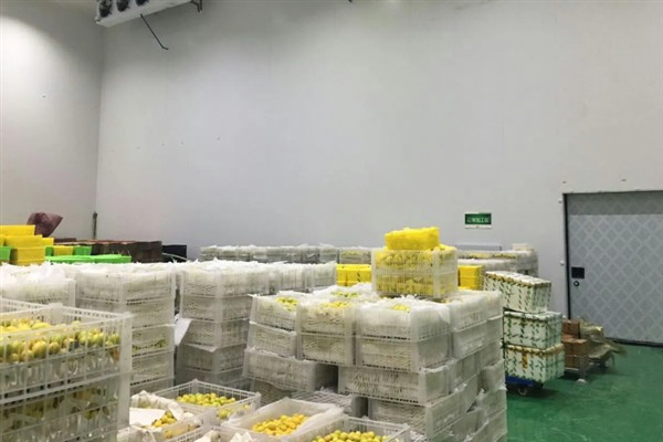 灯笼果的挑选方法,饱满有肉的果实更新鲜