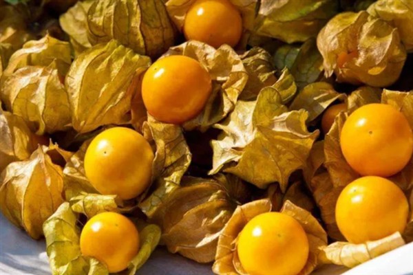 灯笼果的挑选方法,饱满有肉的果实更新鲜