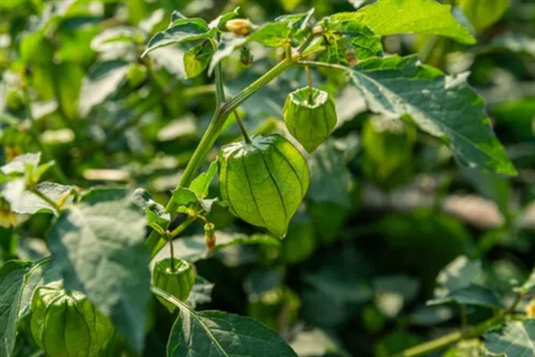 灯笼果的挑选方法,饱满有肉的果实更新鲜