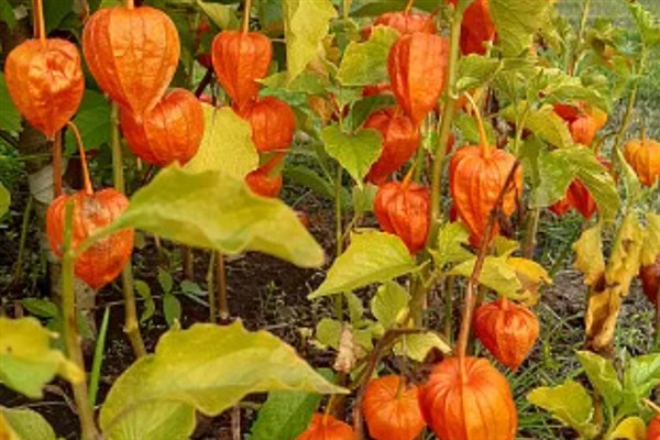 灯笼果的挑选方法,饱满有肉的果实更新鲜