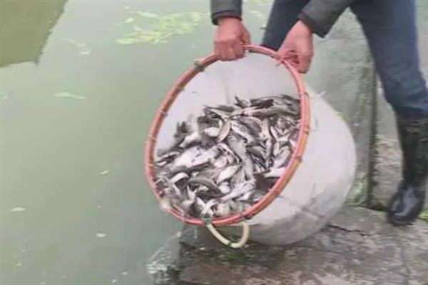 石斑鱼的简介，是鮨科、石斑鱼亚科下属鱼类的统称