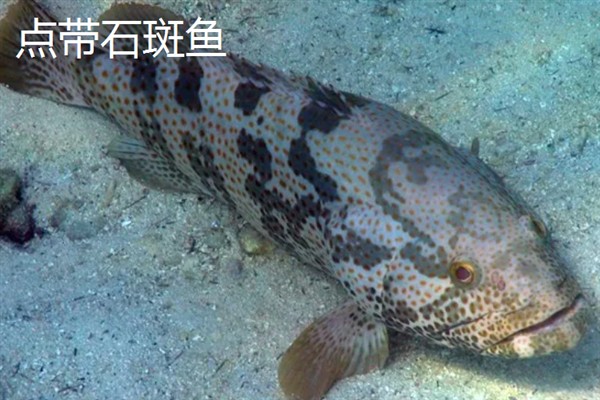石斑鱼的简介，是鮨科、石斑鱼亚科下属鱼类的统称