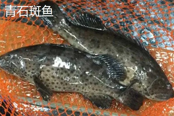 石斑鱼的简介，是鮨科、石斑鱼亚科下属鱼类的统称
