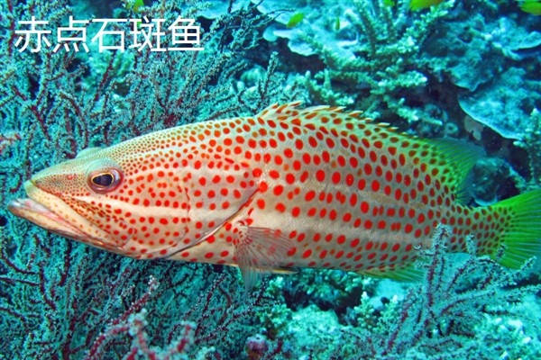 石斑鱼的简介，是鮨科、石斑鱼亚科下属鱼类的统称