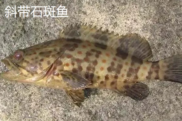 石斑鱼的简介，是鮨科、石斑鱼亚科下属鱼类的统称