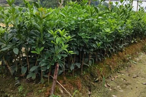 怎么种植八角树，一般采用条播的方法种植