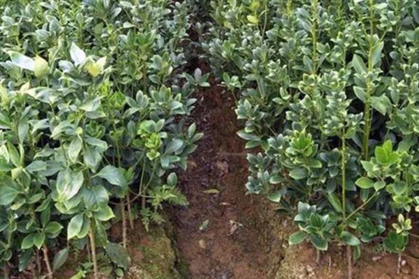 怎么种植八角树，一般采用条播的方法种植