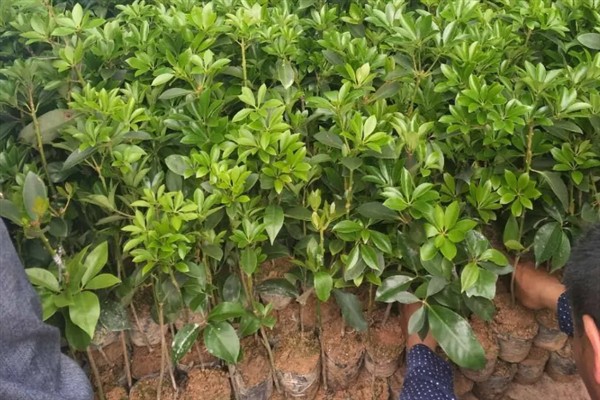 怎么种植八角树，一般采用条播的方法种植