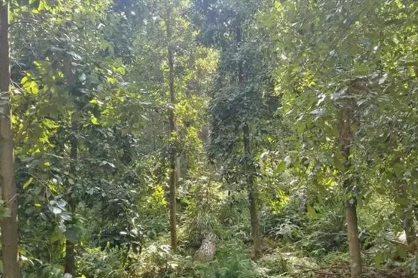 怎么种植八角树，一般采用条播的方法种植