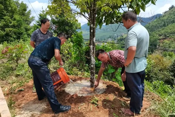 怎么种植八角树，一般采用条播的方法种植