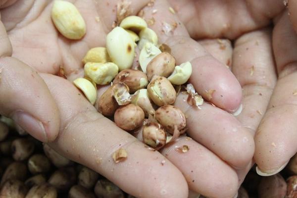 花生种子怎么挑选，可通过品种和外形来选择