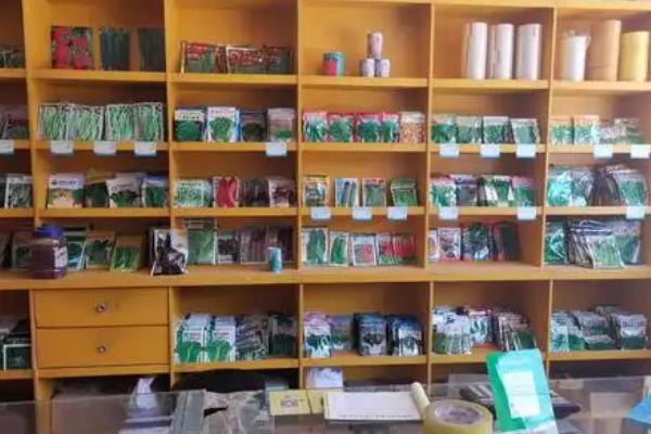 花生种子怎么挑选，可通过品种和外形来选择