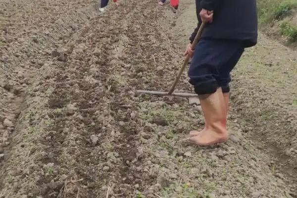花生种子怎么挑选，可通过品种和外形来选择