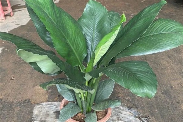 绿巨人放在客厅能不能招财，可以起到吸聚财气和好运的作用