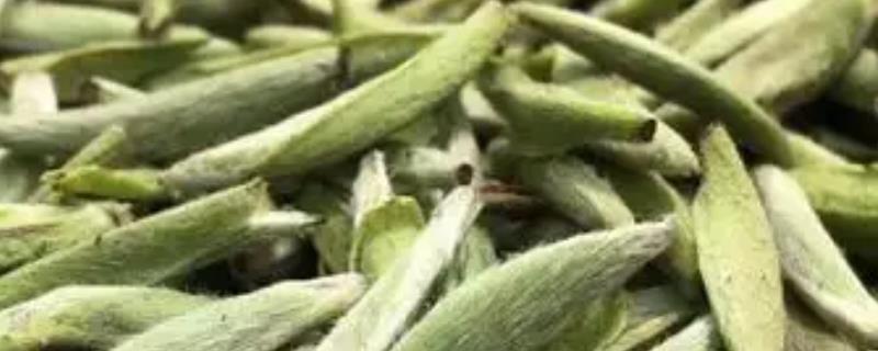 白茶是乌龙茶还是绿茶，既不是绿茶也不是乌龙茶