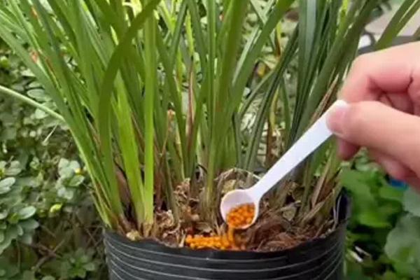飞鸭兰花的养殖方法，分盆前2-3天要停止浇水