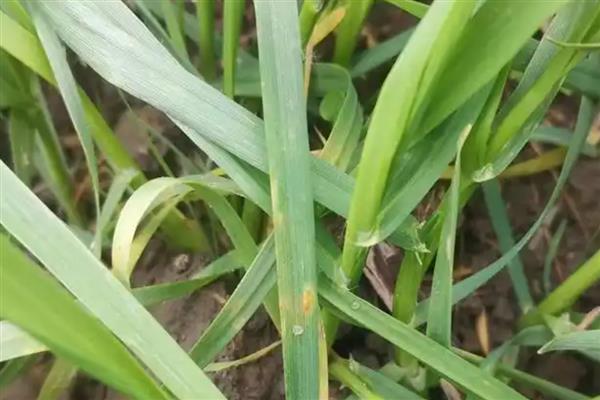 小麦条锈病的发病条件，3-5月下雨较多适宜锈菌孢子生长
