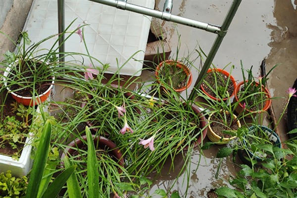 风雨兰移栽后如何养护，要确保充足光照