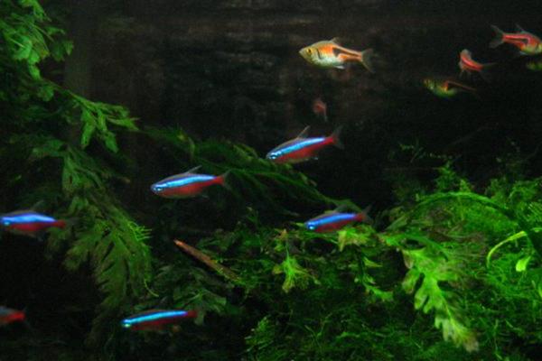 长鳍霓虹鱼好不好养，饲养难度较大