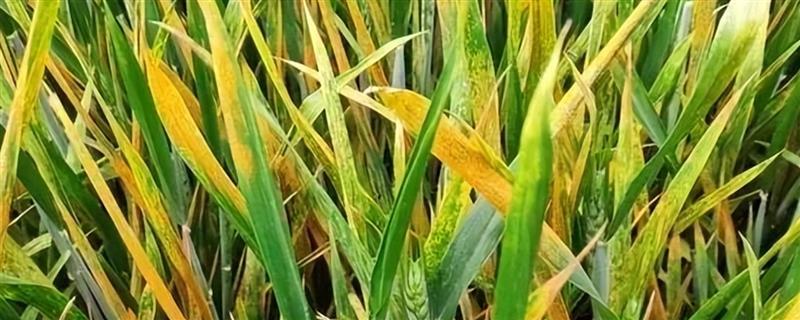 小麦条锈病的发病条件，3-5月下雨较多适宜锈菌孢子生长