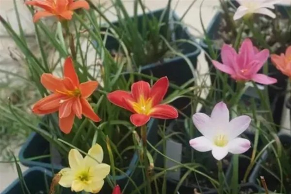 风雨兰移栽后如何养护，要确保充足光照