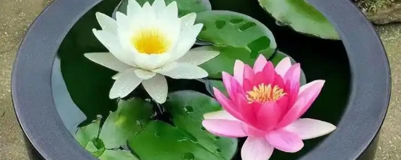 睡莲叶子发黑腐烂怎么处理，可剪除叶片并更换清水