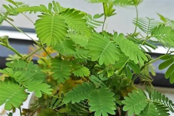 含羞草的叶子一碰就合拢的原因，水分流向其它部位导致小叶缺少向下的拉力所以会闭合