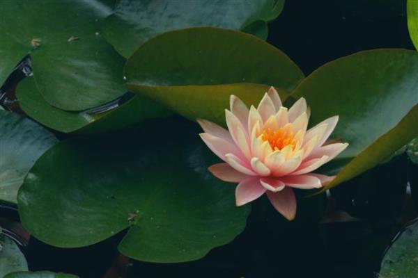 睡莲叶子发黑腐烂怎么处理，可剪除叶片并更换清水